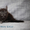 Котёнок  Мейн-кун, предлагается - Изображение #3, Объявление #1205622