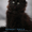 Котёнок  Мейн-кун, предлагается - Изображение #4, Объявление #1205622