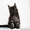 Котёнок  Мейн-кун, предлагается - Изображение #1, Объявление #1205622