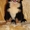 щенки бернского зенненхунда от красивой пары - Изображение #4, Объявление #1204654