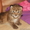 Продам котенка Канадской рыси(лат.Lynx canadensis) - самый мелкий подвид! #1217476