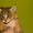 В продаже камышовые котята-домашнего разведения! - Изображение #1, Объявление #1217481
