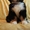 щенки бернского зенненхунда от красивой пары - Изображение #1, Объявление #1204654