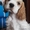 Продаю щенков американского кокер-спаниеля - Изображение #2, Объявление #1233035