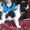 Продаю щенков американского кокер-спаниеля - Изображение #4, Объявление #1233035