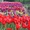 Рассада цветов,кашпо,саженцы декоративных растений - Изображение #1, Объявление #1238976