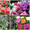 ''Многолетние садовые цветы почтой(СПб доставка)'' - Изображение #3, Объявление #1270881