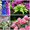 ''Многолетние садовые цветы почтой(СПб доставка)'' - Изображение #4, Объявление #1270881