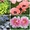 ''Многолетние садовые цветы почтой(СПб доставка)'' - Изображение #1, Объявление #1270881