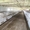 АРЕНДА / ПРОДАЖА  готовый бизнес - Свиноводческая  товарная ферма. - Изображение #6, Объявление #1269297
