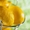Лимонная кислота, оптовые поставки лимонной кислоты во все регионы РФ - Изображение #1, Объявление #1288820