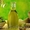 Оливки & Оливковое масло из Греции - Изображение #2, Объявление #1293169