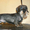 стрижка собак спб. тримминг - Изображение #2, Объявление #1321611