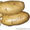Картофель оптом с доставкой в Санкт-Петербурге - Изображение #1, Объявление #1344366