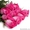 Розовые розы 50-60 см. #1366842