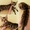 Бенгальские котята с симметричным окрасом - Изображение #1, Объявление #1437177