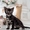 Экзотические красивые котята - Изображение #2, Объявление #1450126