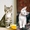 Суперласковые котята ждут папу и маму - Изображение #1, Объявление #1468413