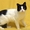 Кошка Маша - очаровательная куколка в ваш дом - Изображение #2, Объявление #1465224
