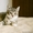 Суперласковые котята ждут папу и маму - Изображение #2, Объявление #1468413