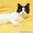 Кошка Маша - очаровательная куколка в ваш дом - Изображение #3, Объявление #1465224