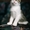 Суперласковые котята ждут папу и маму - Изображение #3, Объявление #1468413