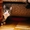 Рассудительный кот с умными глазами - Изображение #3, Объявление #1468409