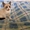 Котенок смесь БЕНГАЛА и Манчкина - Изображение #2, Объявление #1481098