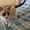 Котенок смесь БЕНГАЛА и Манчкина - Изображение #1, Объявление #1481098