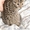 Амурский леопардовый котенок
