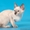 Котята миниатюрной породы скиф-той-боб - Изображение #1, Объявление #1496812