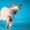 Котята миниатюрной породы скиф-той-боб - Изображение #2, Объявление #1496812
