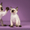 Котята миниатюрной породы скиф-той-боб - Изображение #6, Объявление #1496812