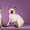 Котята миниатюрной породы скиф-той-боб - Изображение #5, Объявление #1496812