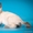 Котята миниатюрной породы скиф-той-боб - Изображение #3, Объявление #1496812
