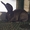 Продаю племенных кроликов.(Бельгийский Фландр) - Изображение #2, Объявление #904005