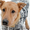 Лечебный пёс Марик - Изображение #2, Объявление #1503088
