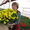 Тюльпаны от производителя к 8 марта - Изображение #2, Объявление #1198674