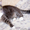 Вальяжный кот Шумик ищет новый дом - Изображение #1, Объявление #1539202