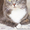 Вальяжный кот Шумик ищет новый дом - Изображение #2, Объявление #1539202