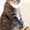 Вальяжный кот Шумик ищет новый дом - Изображение #3, Объявление #1539202