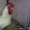 Продам цыплят и инкубационное яйцо Пушкинской породы - Изображение #1, Объявление #1553248