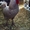 Продам цыплят и инкубационное яйцо Пушкинской породы - Изображение #4, Объявление #1553248