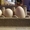 Продам цыплят и инкубационное яйцо Пушкинской породы - Изображение #6, Объявление #1553248