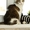 Кошка с человеческими глазами ищет дом - Изображение #2, Объявление #1557240