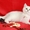 Британские котята окраса серебристая шиншилла #1560292