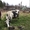 Продаю породистую корову (30л.молока/день) #1563055