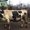 Продаю породистую корову (30л.молока/день) - Изображение #2, Объявление #1563055