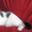 Обалденные кошка и кот Ася и Маркус ищут семью - Изображение #3, Объявление #1566396
