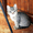 Обалденные котята в поисках дома - Изображение #1, Объявление #1577764